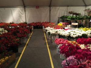 Flowers for the floats